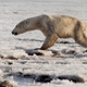 Illustration for article titled We Are All This Sad, Lost Polar Bear
